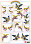Tiny Birds of Paradise IT 557 vak 78-13